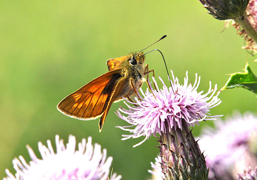 Large Skipper
Click for next photo