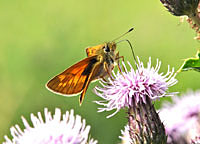 Large Skipper
Click on the image to enlarge