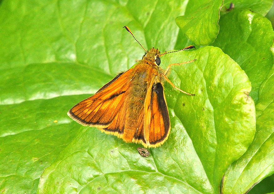 Large Skipper
Click for next photo