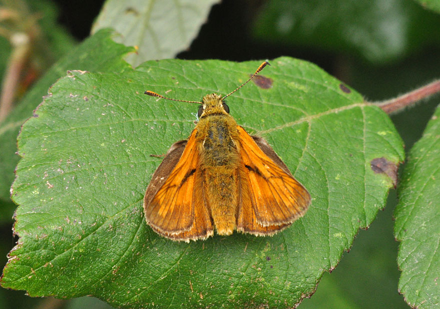 Photograph of a Large Skipper
Click on the image for the next photo