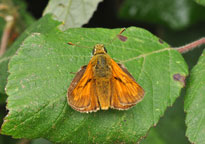 Large Skipper
Click on the image to enlarge