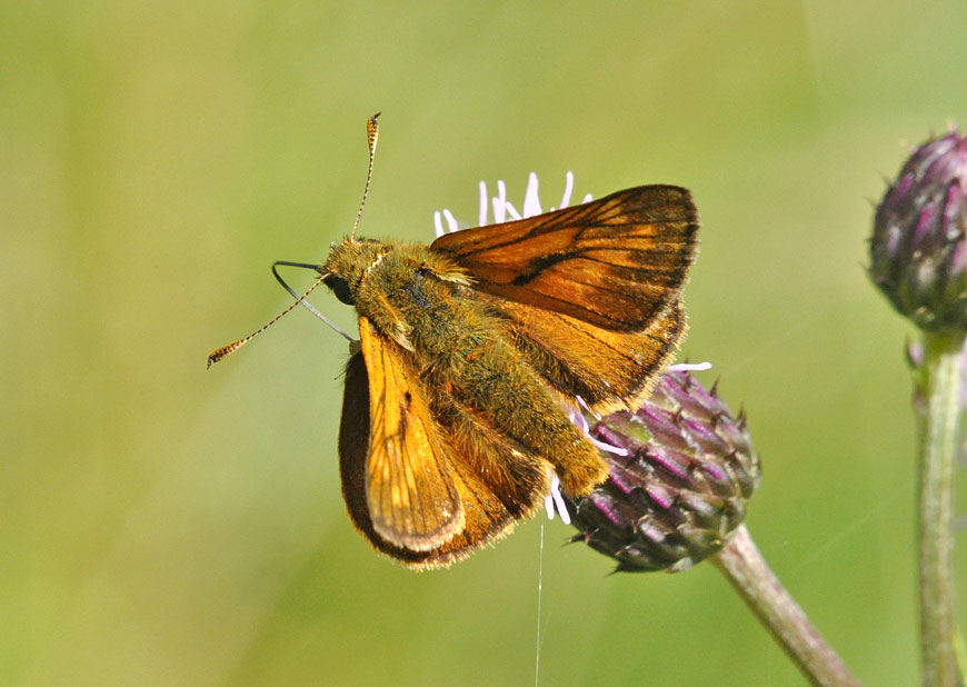 Photograph of a Large Skipper
Click on the image for the next photo