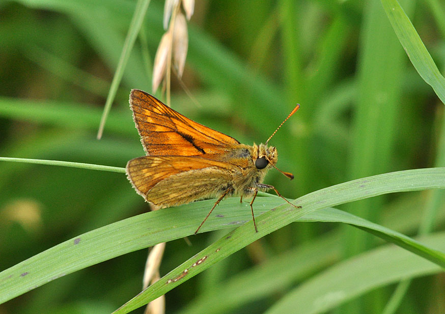 Photograph of a Large Skipper
Click on the image for the next species