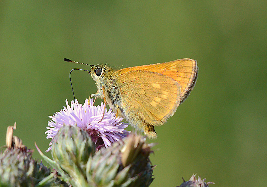 Large Skipper
Click for next photo