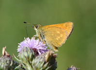 Large Skipper
Click on image to enlarge