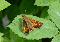 Small image of a Large Skipper butterfly
Click to enlarge