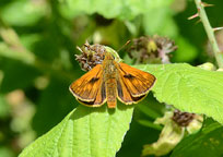 Large Skipper
Click on the image to enlarge