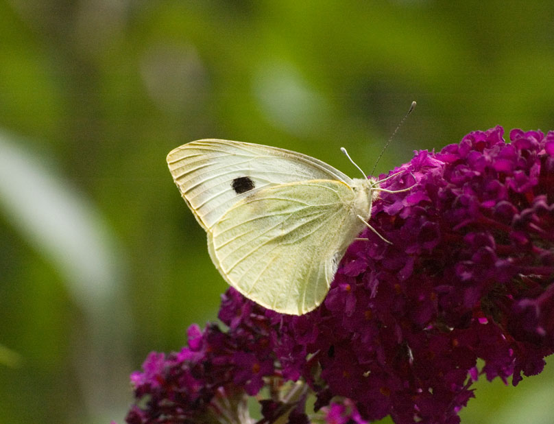 Photograph of a Large White
Click on the image for the next photo