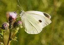 Small photogrpah of a Large White
Click on the image to enlarge