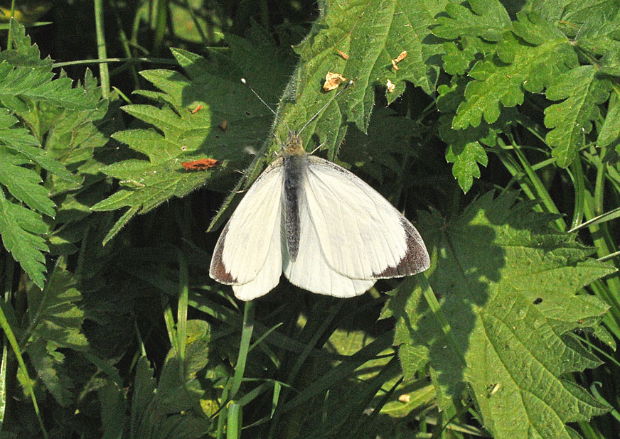 Photograph of a Large White
Click on the image for the next photo