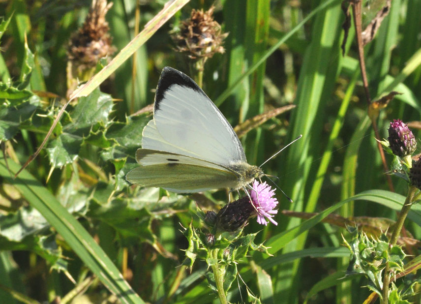 Photograph of a Large White
Click on the image for the next photo