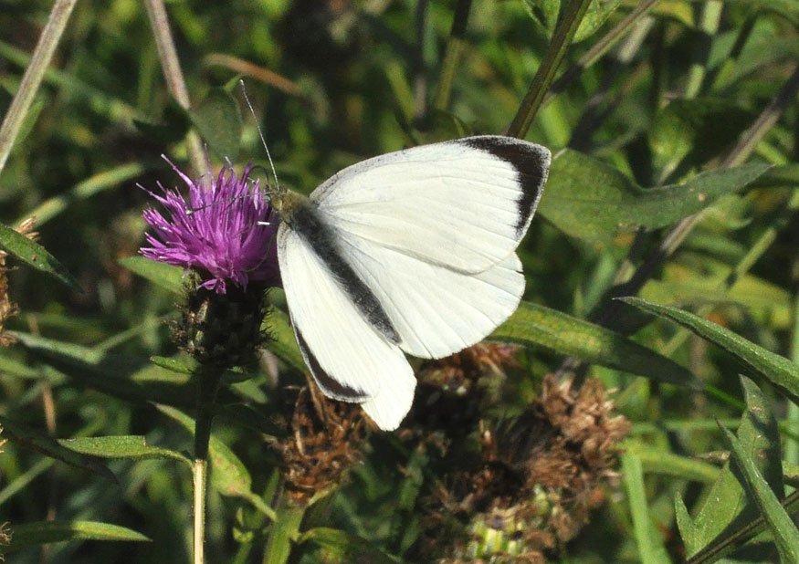 Photograph of a Large White
Click on the image for the next species