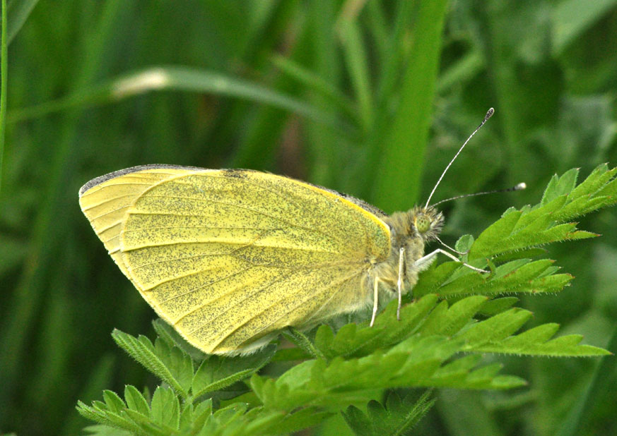 Photograph of a Large White
Click on the image for the next photo