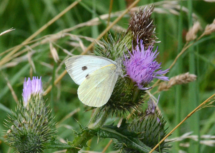 Photograph of a Large White
Click on the image for the next photo