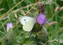 Small photogrpah of a Large White
Click on the image to enlarge