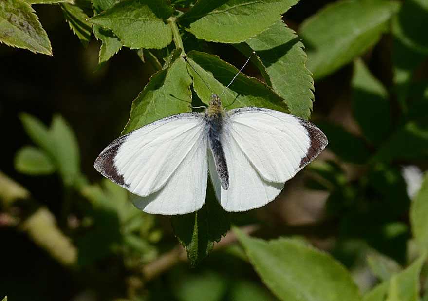 Large White
Click for next photo
