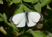 Small image of a Large White
Click on the image to enlarge