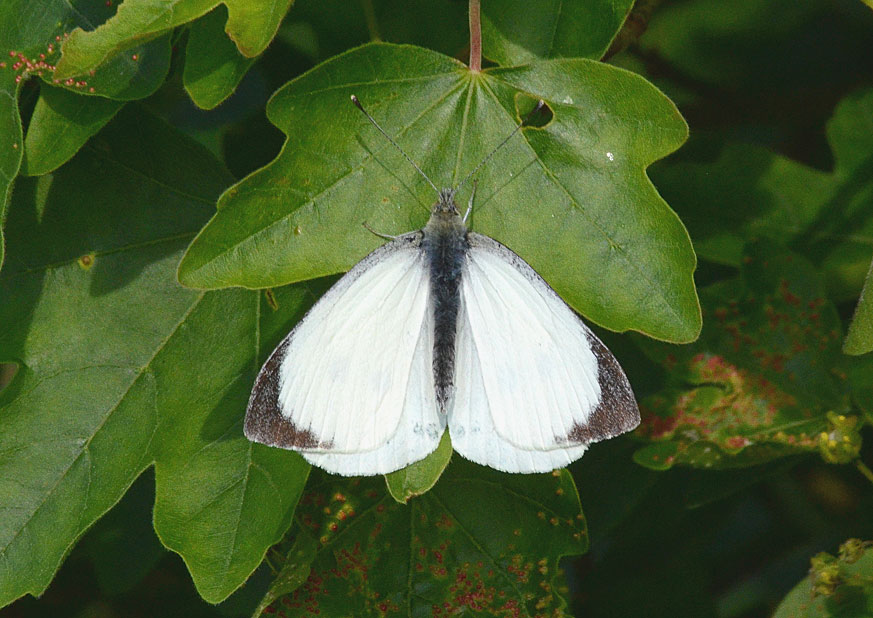 Large White
Click for next photo