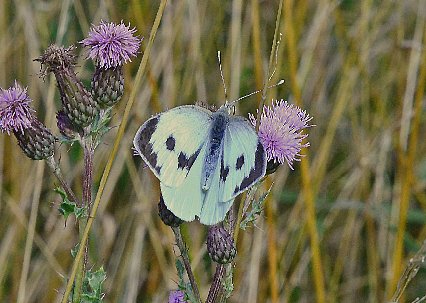 Large White
Click for next photo