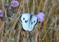 Large White
Click on image to enlarge