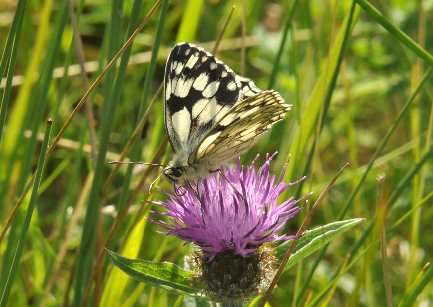 Photograph of a Marbled White
Click for next photo