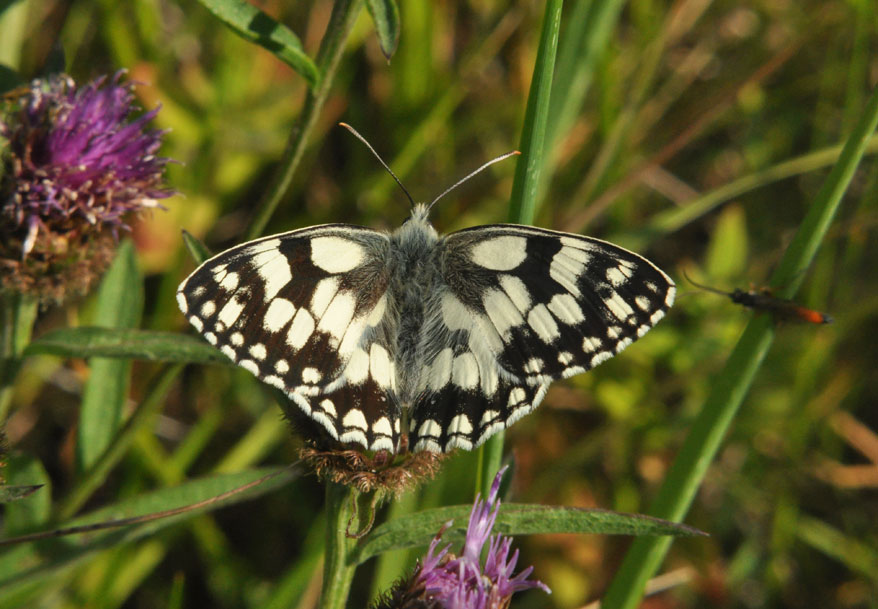 Photograph of a Marbled White
Click for next photo