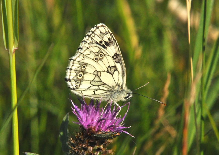 Photograph of a Marbled White
Click for next photo