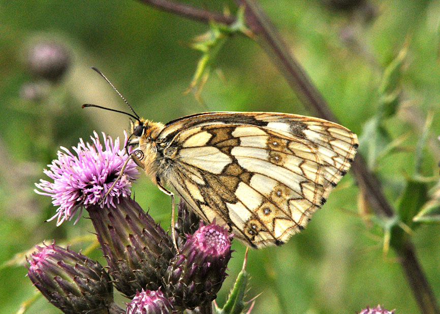 Photograph of a Marbled White
Click for next photo