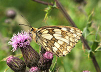 Small photograph of a Marbled White
Click on the image to enlarge