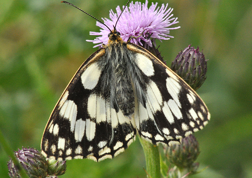 Photograph of a Marbled White
Click for next photo