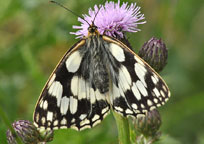 Small photograph of a Marbled White
Click on the image to enlarge