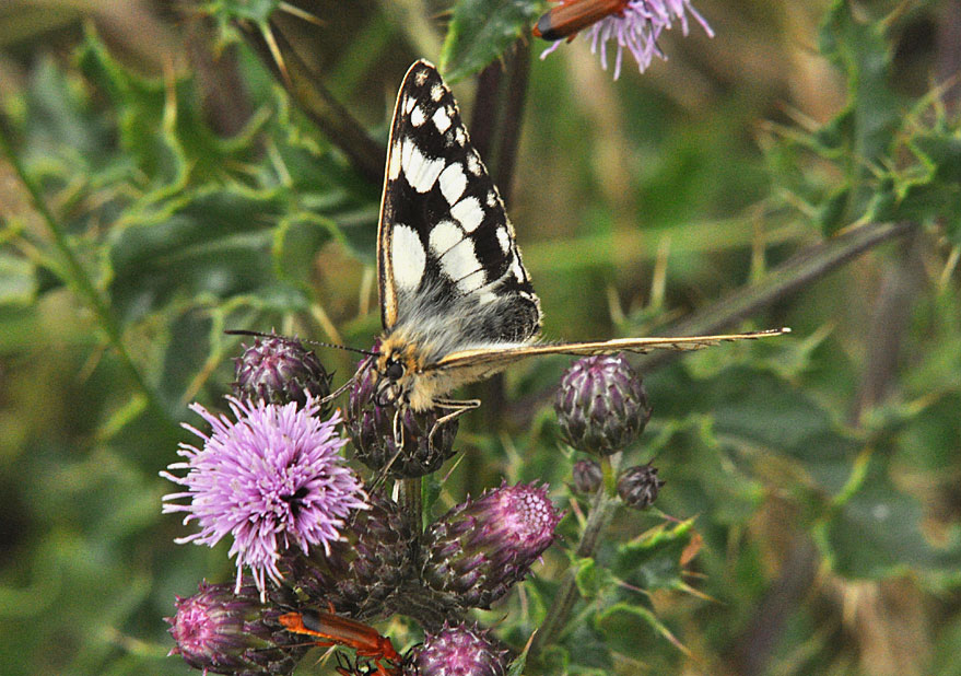 Photograph of a Marbled White
Click for next photo