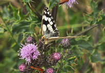 Small photograph of a Marbled White
Click on the image to enlarge