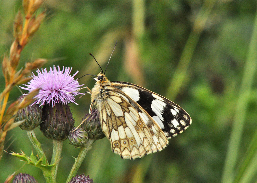 Photograph of a Marbled White
Click for next photo