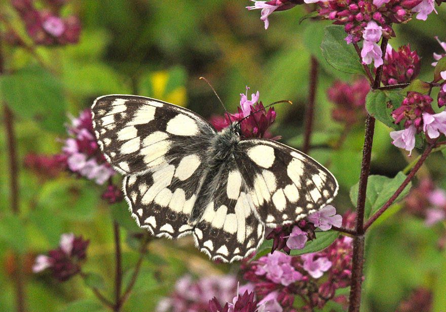 Photograph of a Marbled White
Click for next photo