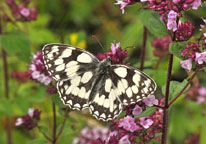 Small photograph of a Marbled White
Click on the image to enlarge