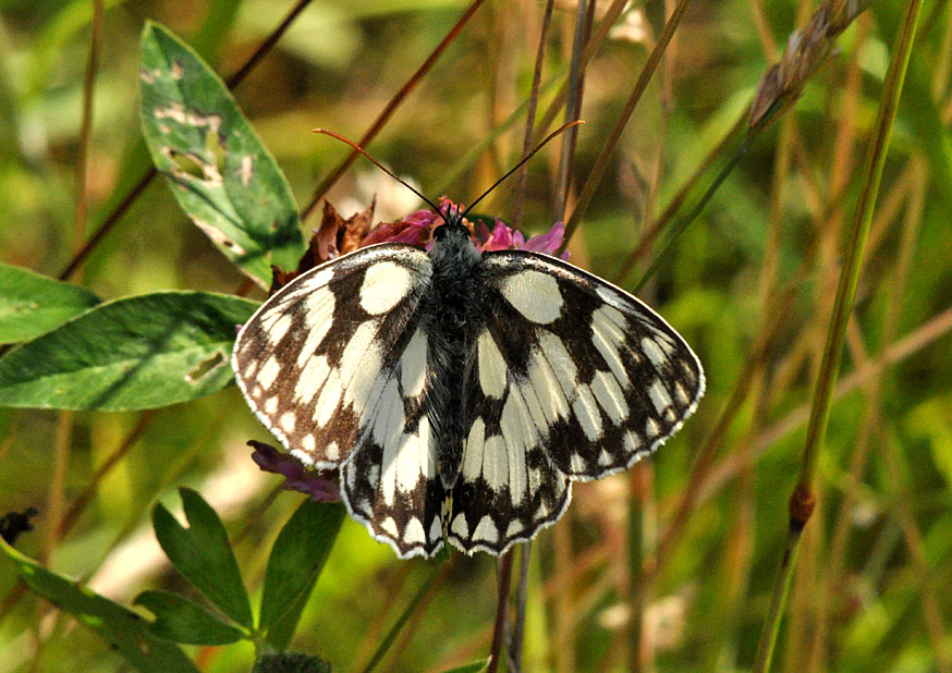 Photograph of a Marbled White
Click for next photo