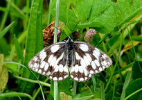 Small photograph of a Marbled White
Click on the image to enlarge