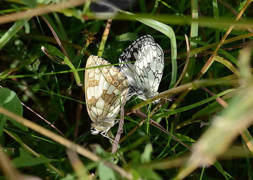 Marbled White
Click for next photo