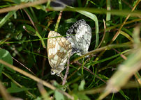 Marbled White
Click on image to enlarge