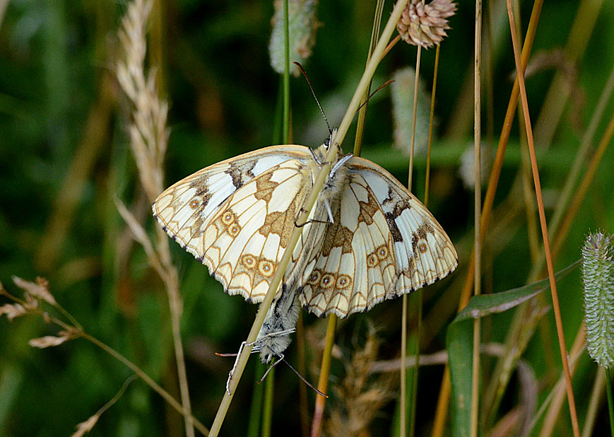 Marbled White
Click for next photo