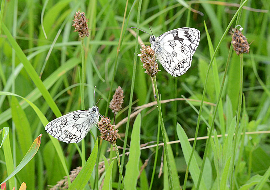 Marbled White
Click for next photo