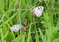 Marbled White
Click on image to enlarge