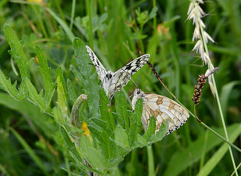 Marbled White
Click for next photo