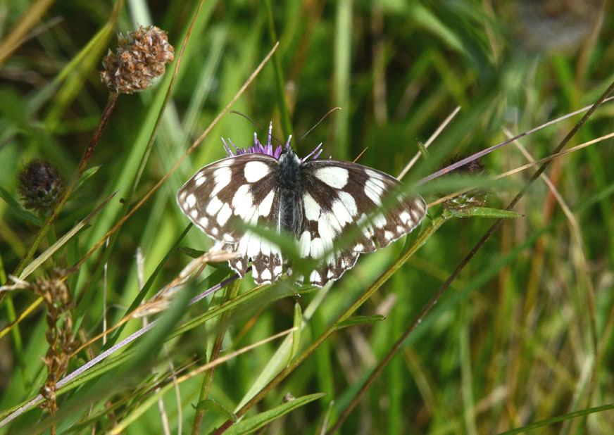 Marbled White
Click for next photo