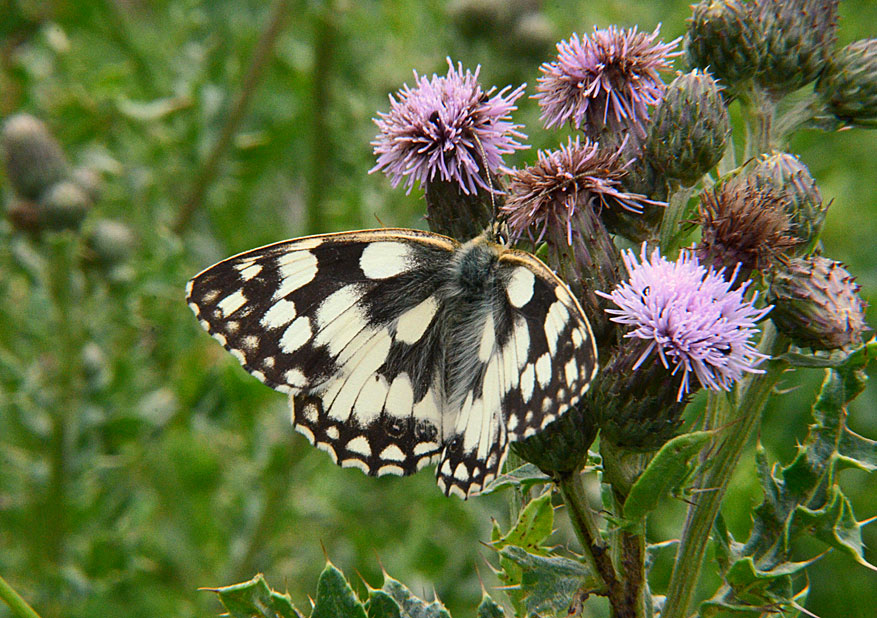 Marbled White
Click for next photo