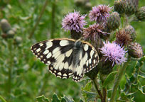 Marbled White
Click on image to enlarge