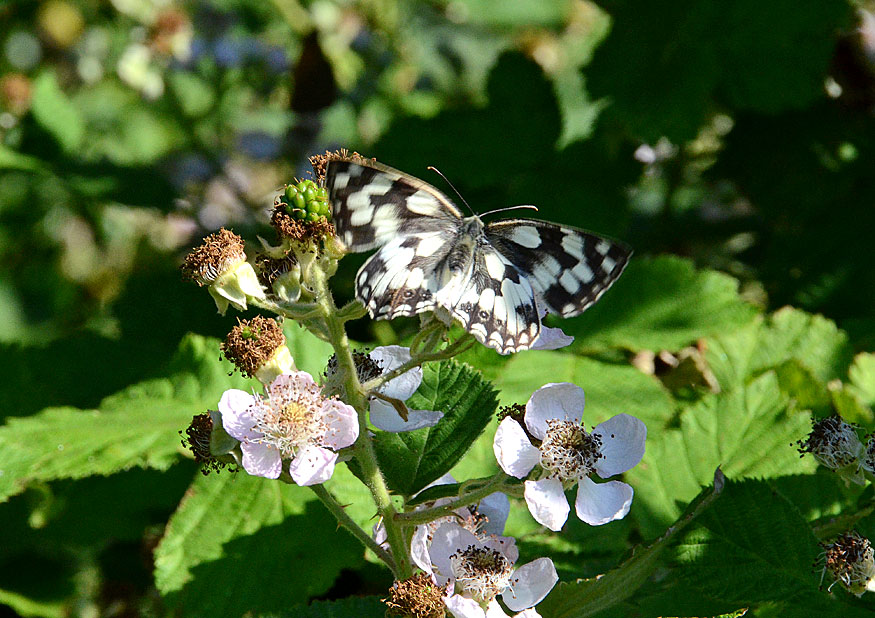 Marbled White
Click for next photo