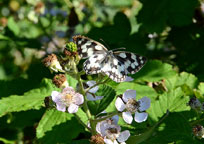 Marbled White
Click on image to enlarge