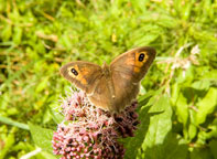 Small photograph of a Meadow Brown
Click on the image to enlarge